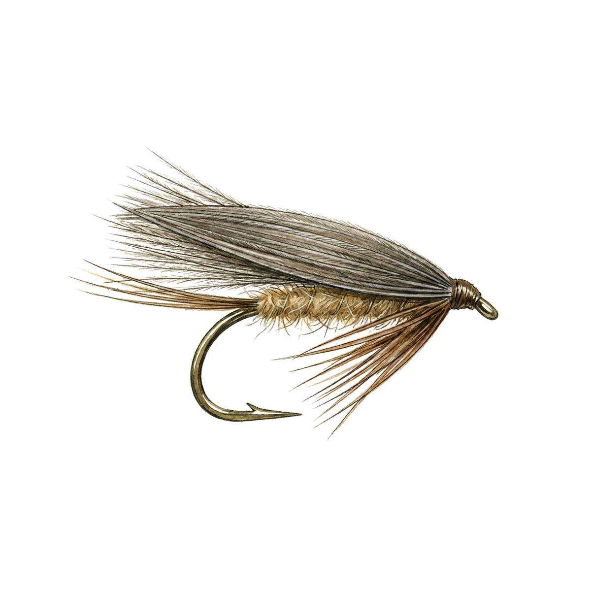 CDC Sedge — house-style illustration