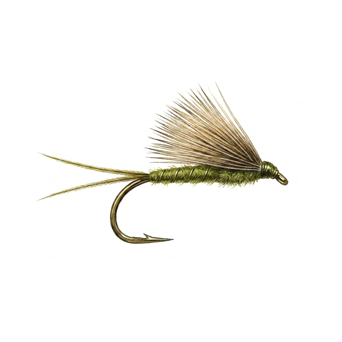 Olive Comparadun — house-style illustration