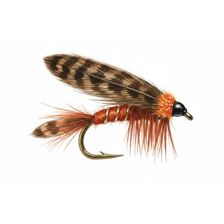 Fiery Brown Dabbler — house-style illustration