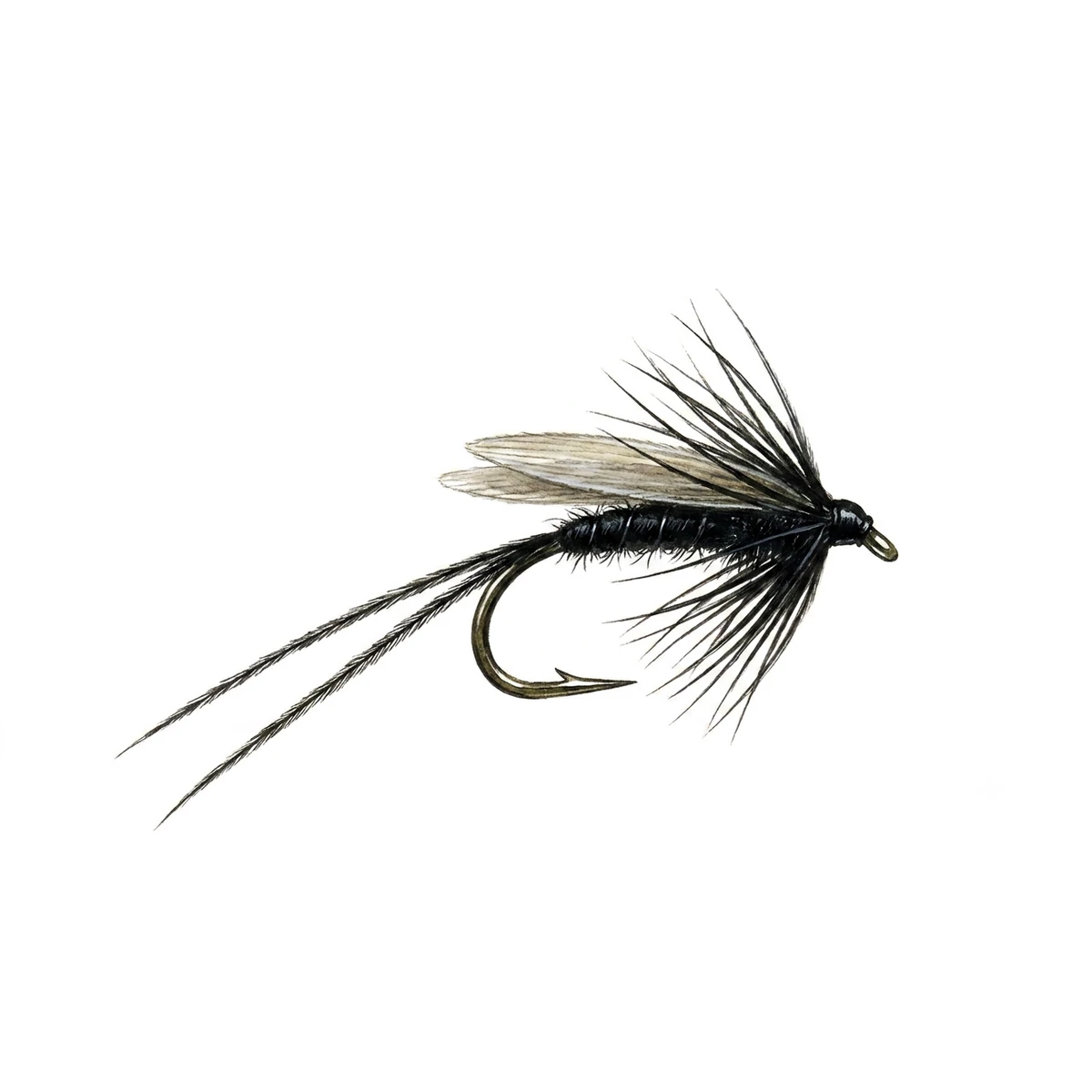 Hawthorn Fly — house-style illustration