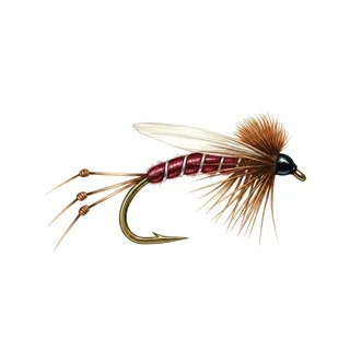 Claret Hopper — house-style illustration