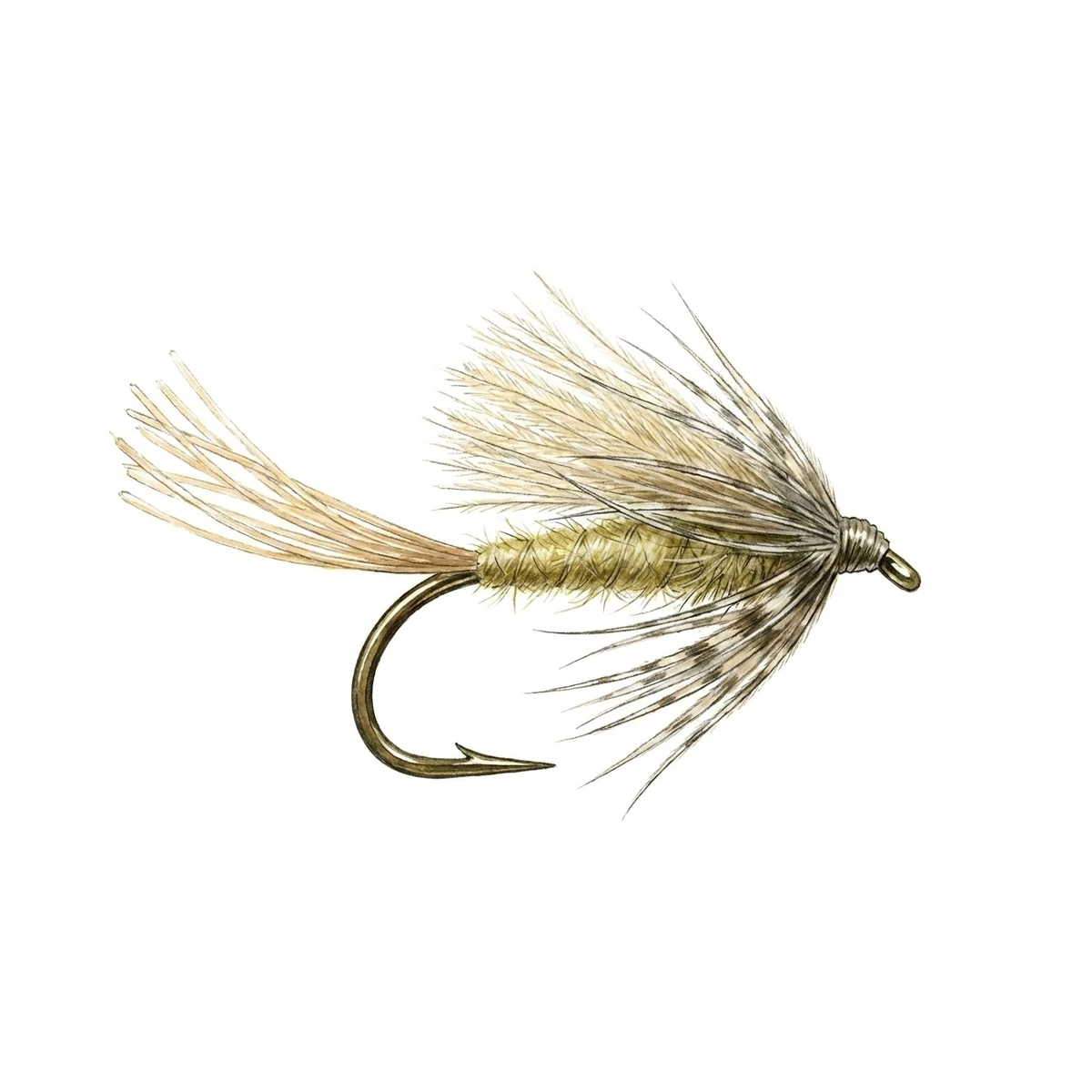 Mayfly Emerger — house-style illustration