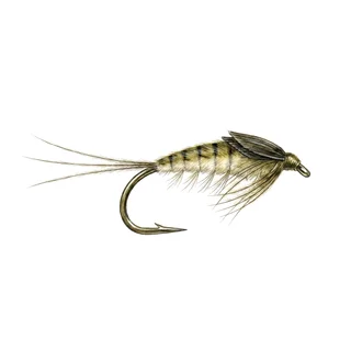 Mayfly Nymph — house-style illustration