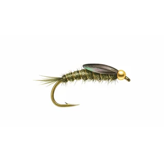 Olive Nymph — house-style illustration