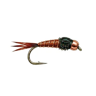 Jig Pheasant Tail Nymph — house-style illustration
