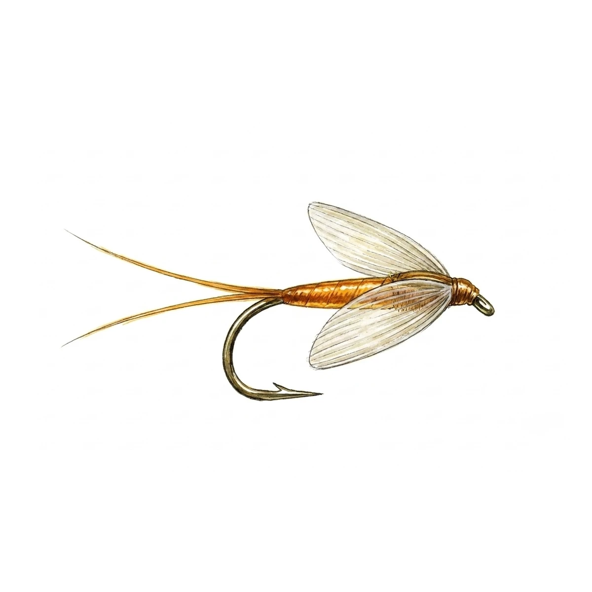 Sherry Spinner — house-style illustration