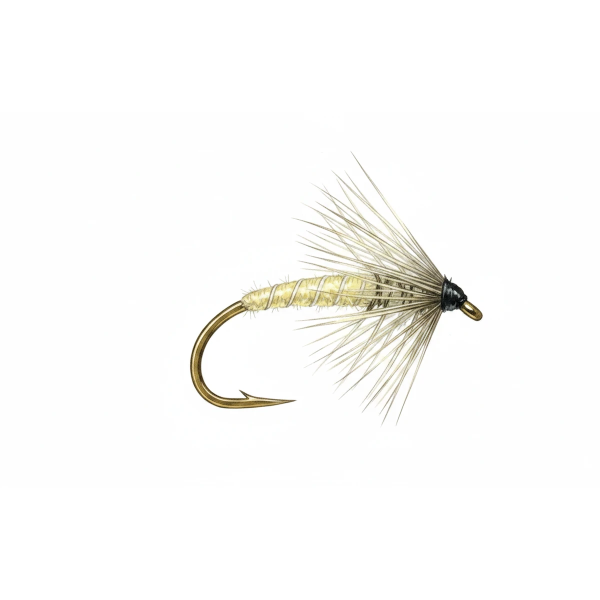 Waterhen Bloa — house-style illustration