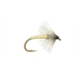 Waterhen Bloa — house-style illustration